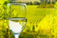 /album/fotogaleria-/vino-blanco-jpg/